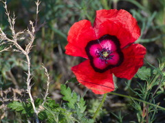 Papaver pavoninum