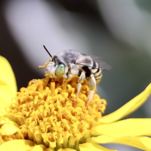 Short Sun-digger Bee photo 5