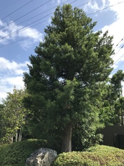 Podocarpus macrophyllus