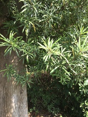 Podocarpus macrophyllus