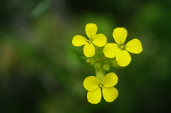 Erysimum duriaei