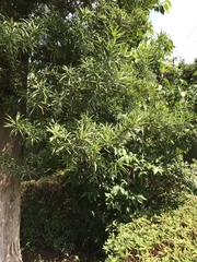 Podocarpus macrophyllus