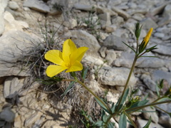 Linum campanulatum
