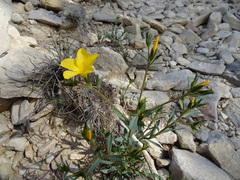 Linum campanulatum
