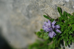 Globularia