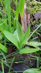 Pterostylis cucullata