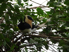 Anthracoceros coronatus