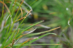 Carex myosuroides