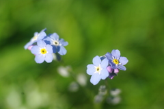 Myosotis alpestris