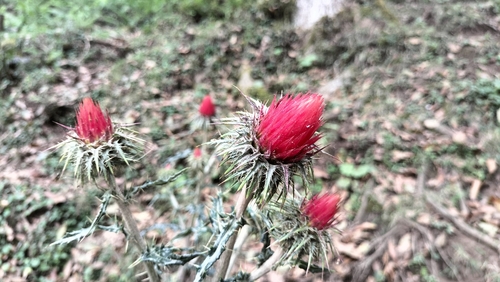 scarlet thistle (Cirsium conspicuum)