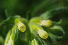 Onosma tricerosperma