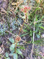 Micranthes aprica