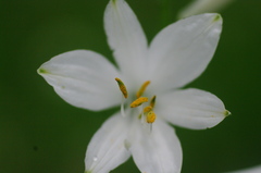 Paradisea liliastrum