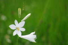 Paradisea liliastrum