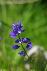 Polygala calcarea