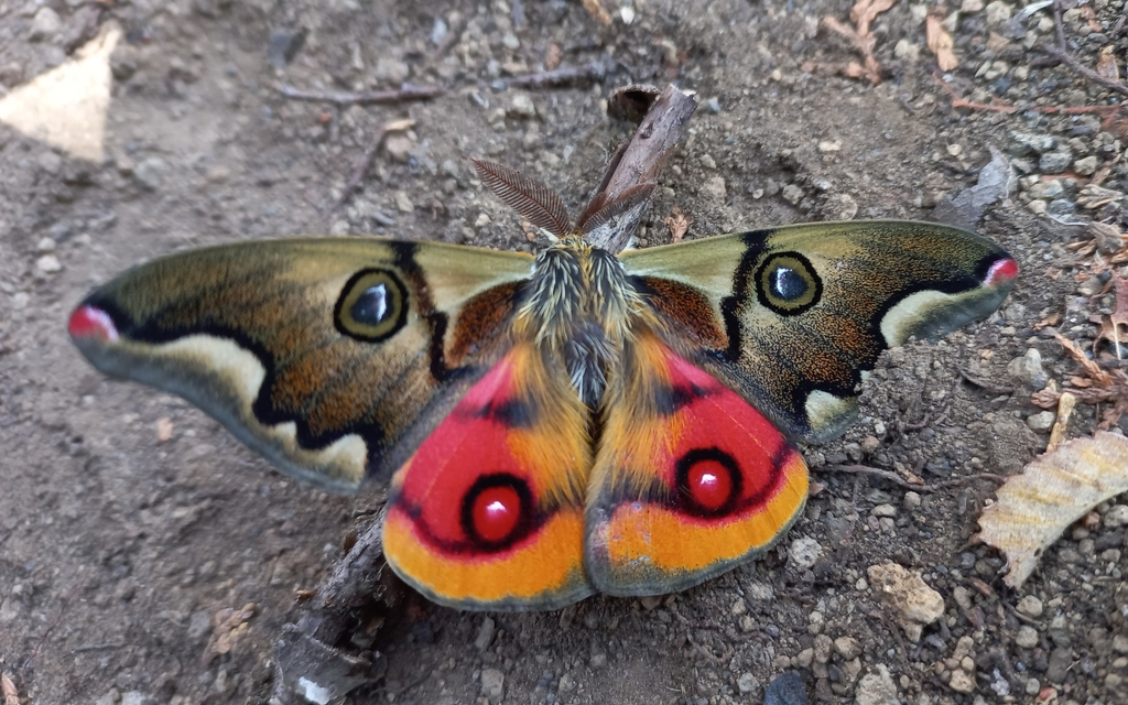 Polythysana cinerascens