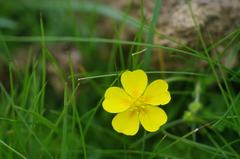 Potentilla crantzii