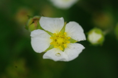 Drymocallis rupestris