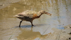 Rallus obsoletus levipes