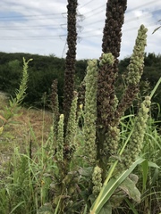 Verbascum thapsus