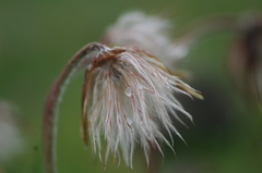 Pulsatilla vernalis