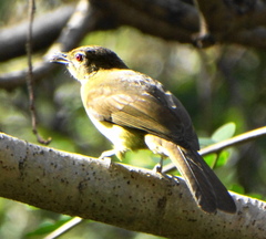 Chlorocichla flaviventris flaviventris