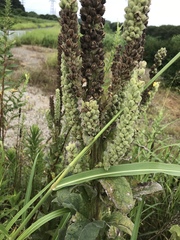 Verbascum thapsus