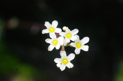 Saxifraga paniculata