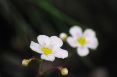 Saxifraga paniculata
