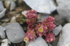 Sedum atratum
