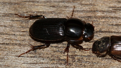Acrossidius tasmaniae