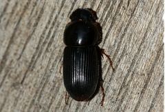 Acrossidius tasmaniae
