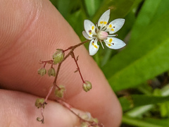 Micranthes bryophora