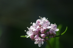 Valeriana apula