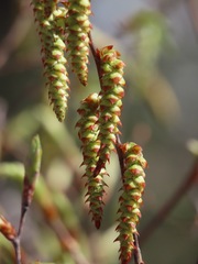 (c) Marco Mussita, some rights reserved (CC BY) Carpinus japonica, photograph (c) Marco Mussita, some rights reserved (CC BY)