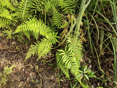 Thelypteris castanea iNat (2)