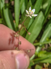 Micranthes bryophora
