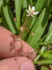 Micranthes bryophora