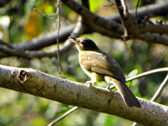 Chlorocichla flaviventris flaviventris