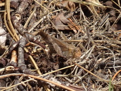 Circotettix undulatus