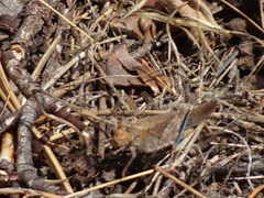 Circotettix undulatus