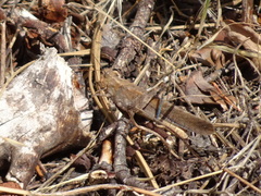 Circotettix undulatus