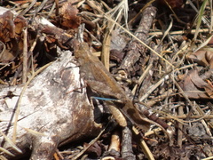 Circotettix undulatus