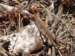 Circotettix undulatus