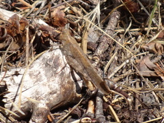 Circotettix undulatus