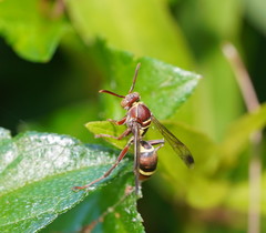 Polistes humilis synoecus