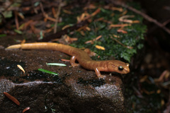 Plethodon vandykei