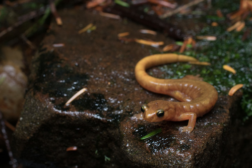 Van Dyke's Salamander