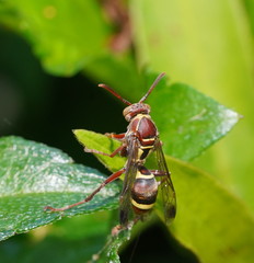 Polistes humilis synoecus