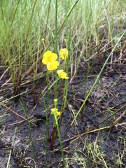 Utricularia striata